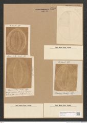 Diatomeae indet. Zeichnungen Sammlung Grunow Nr. 3766 (NHMW-BOT-W0371425)